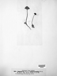 Mycena epipterygia image